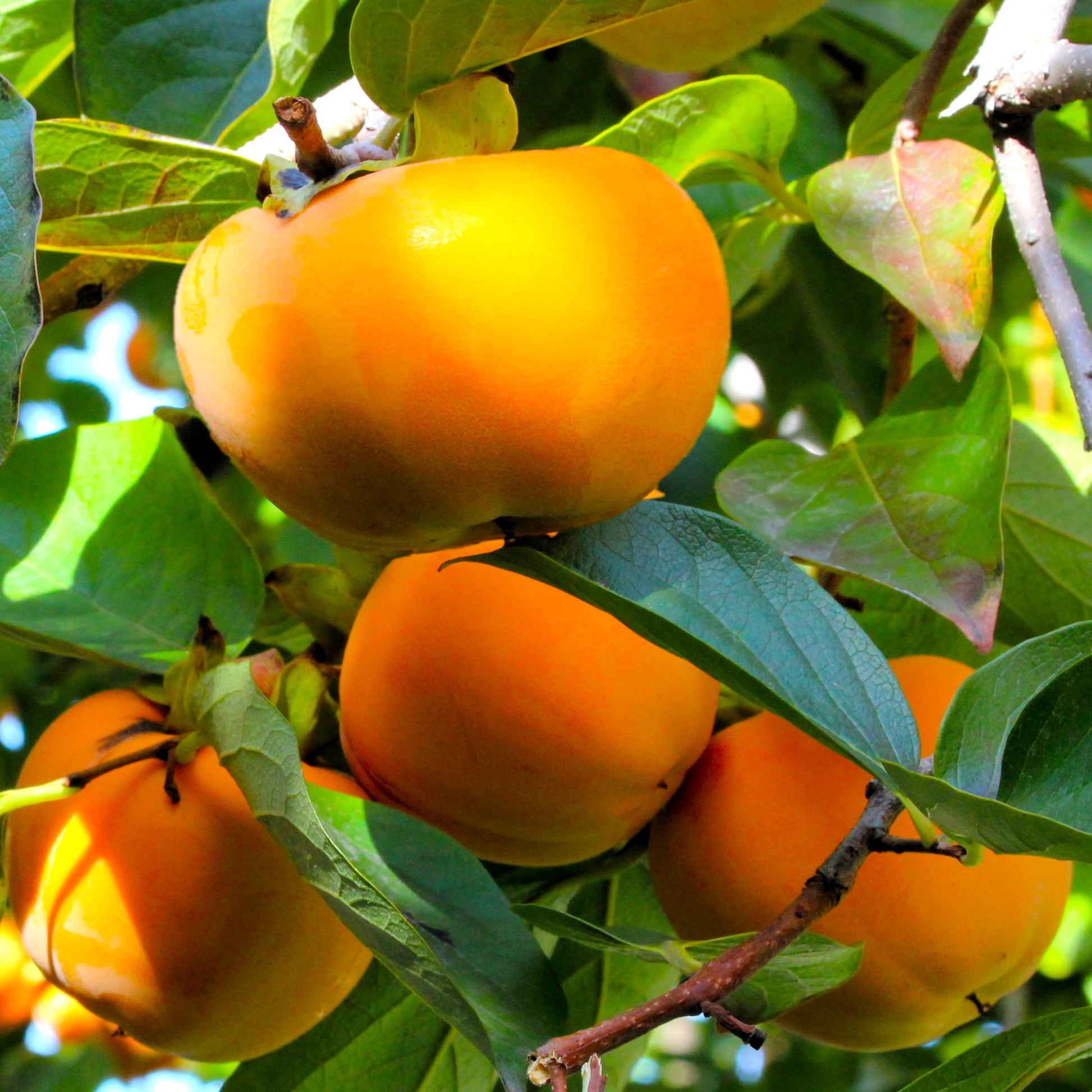 Orange Persimmon Seeds for Planting - Grow Juicy Fruit Trees