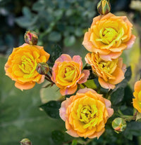 Yellow Red Rose Flower seeds for Planting - Hardy Variety, Heirloom & GMO Free Seeds for Home Garden