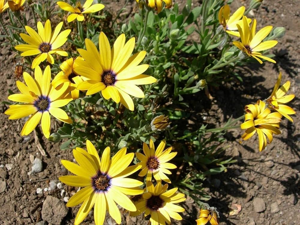 Yellow Dimorphotheca Flower seeds for Planting - Cut Flower Favorite, Heirloom & GMO Free Seeds for Home Garden