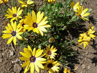 Yellow Dimorphotheca Flower seeds for Planting - Cut Flower Favorite, Heirloom & GMO Free Seeds for Home Garden