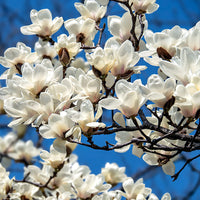 Yulan White Flower seeds for Planting - Fragrant Blossoms, Heirloom & GMO Free Seeds for Home Garden