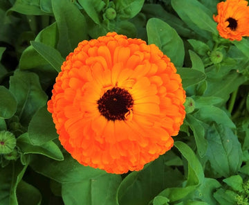 Calendula Flower Seeds for Planting home garden flower bed