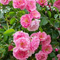Pink Climbing Roses Flower seeds for Planting - Easy to Grow, Heirloom & GMO Free Seeds for Home Garden