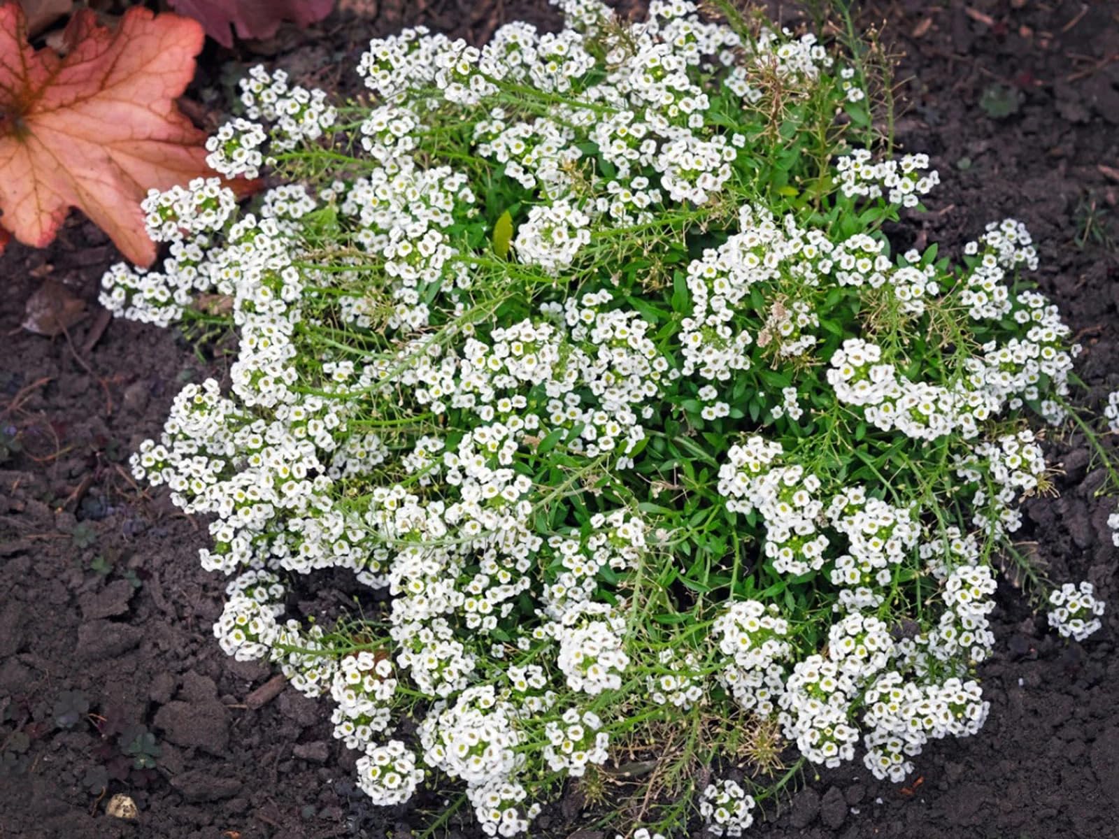 Lobularia Maritima Flower seeds for Planting - Pollinator Friendly, Heirloom & GMO Free Seeds for Home Garden