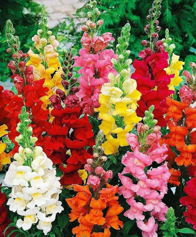 100 Pcs