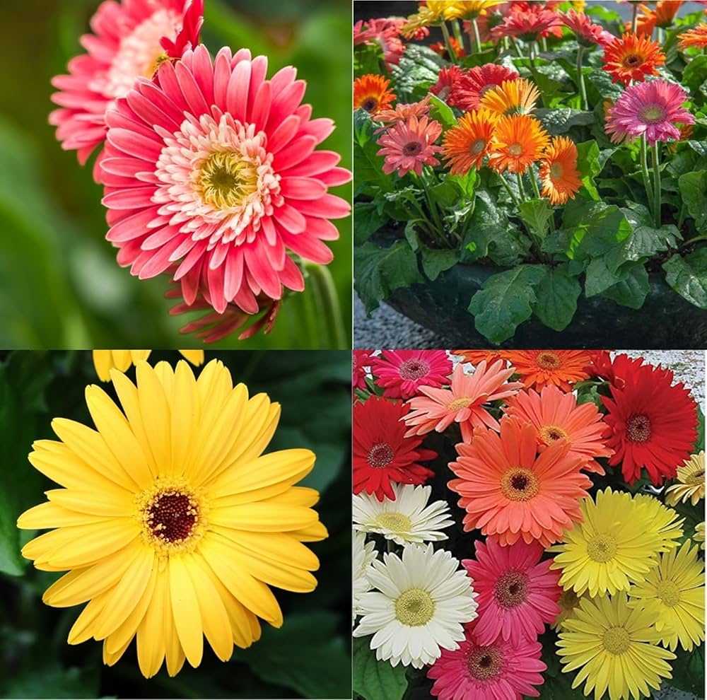 Mixed Gerbera Flower seeds for Planting - Compact Growth, Heirloom & GMO Free Seeds for Home Garden