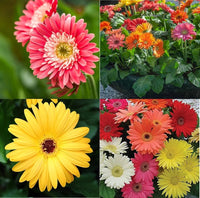 Mixed Gerbera Flower seeds for Planting - Compact Growth, Heirloom & GMO Free Seeds for Home Garden