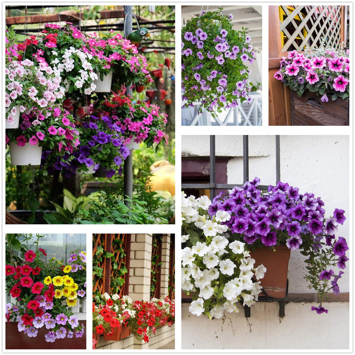 Pellettato Candypops Vena Mix Pellettato Petunia Semi Giardino