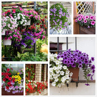 Pellettato Candypops Vena Mix Pellettato Petunia Semi Giardino