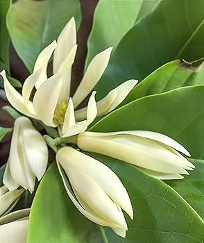 Heirloom Magnoliaceae Flower seeds for Planting Long Bloom Season Heirloom & GMO Free Seeds for Home Garden