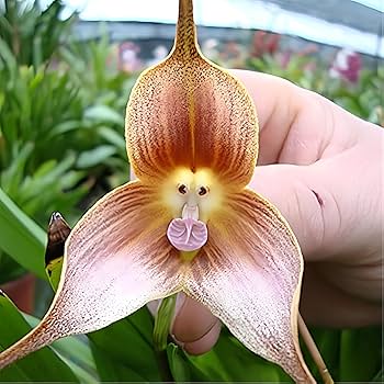 NonGMO Yellow Monkey Face Orchid Flower seeds for Planting Wildflower Mix Heirloom & GMO Free Seeds for Home Garden 
 
 Sale