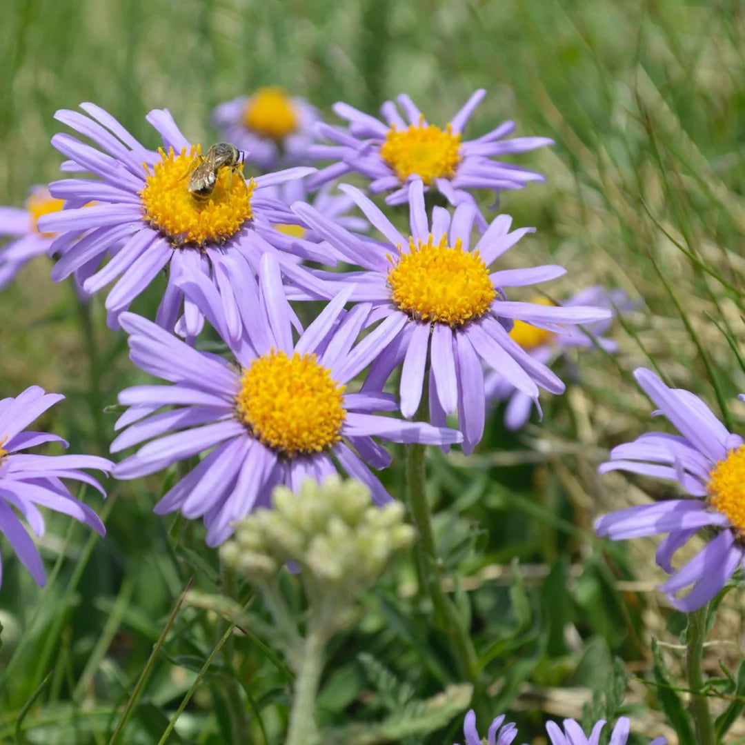 Aster Alpin Flower seeds for Planting - Garden Favorite, Heirloom & GMO Free Seeds for Home Garden