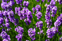 Mixed Lavender Flower Seeds for Planting Colorful Display Heirloom & GMO Free Seeds for Home Garden
 
 Sale