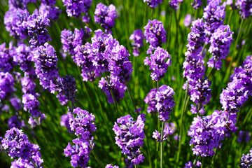 Mixed Lavender Flower Seeds for Planting Colorful Display Heirloom & GMO Free Seeds for Home Garden
 
 Sale