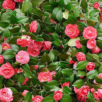 Camellia Seeds for Planting home garden flower bed