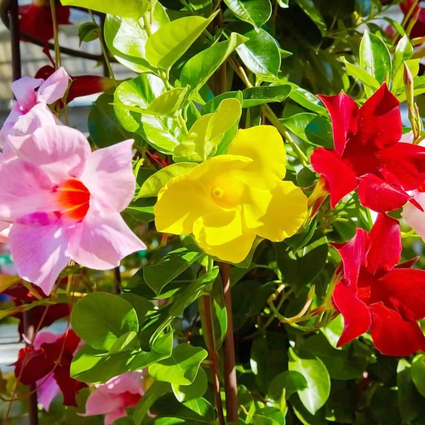 Mixed Mandevilla Sanderi Flower Seeds for Planting Heirloom and GMO Free Seeds for Home Garden Bright Blooms 
 
 Sale