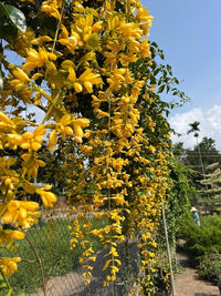 Cascade Flower seeds for Planting Compact Growth Heirloom & GMO Free Seeds for Home Garden 
 
 Sale