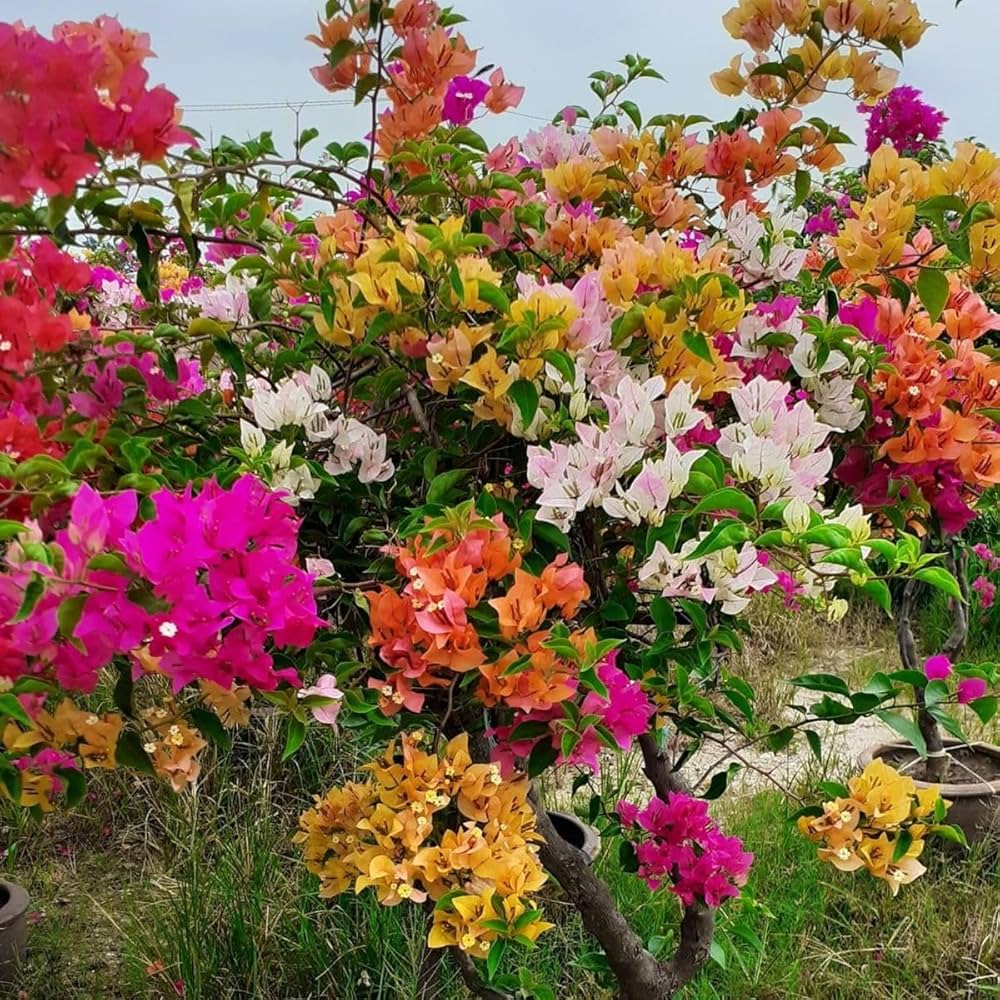 MultiColour Bougainvillea Flower Seeds for Planting Cottage Garden Essential Heirloom & GMO Free Seeds for Home Garden
 
 Sale