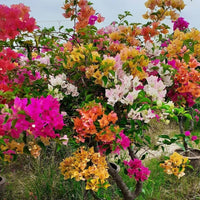MultiColour Bougainvillea Flower Seeds for Planting Cottage Garden Essential Heirloom & GMO Free Seeds for Home Garden
 
 Sale
