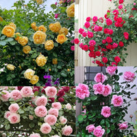 Climbing Rose Flower seeds for Planting Vibrant Colors Heirloom & GMO Free Seeds for Home Garden
