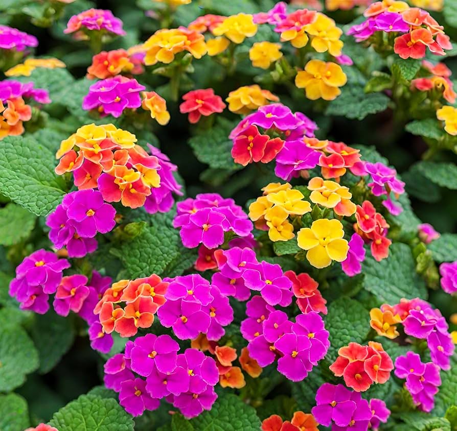 Pink Lantana Flower Planting Seeds - Brighten Your Garden with Vibrant Blooms
