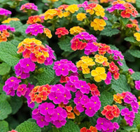 Pink Lantana Flower Planting Seeds - Brighten Your Garden with Vibrant Blooms