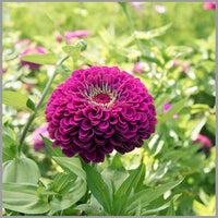 Amethyst Flower Seeds – Stunning Purple Flowers for Garden Decor (4G / 2100 Pcs)