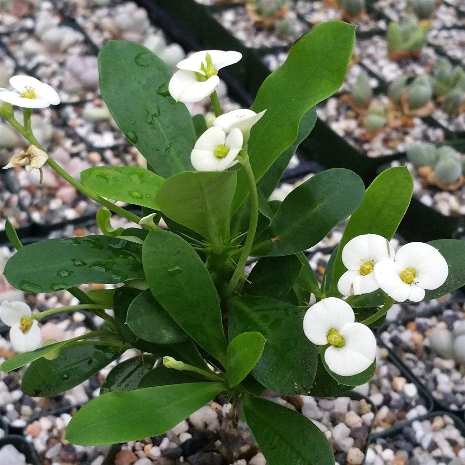 White Euphorbia Milii Flower seeds for Planting - Vibrant Colors, Heirloom & GMO Free Seeds for Home Garden