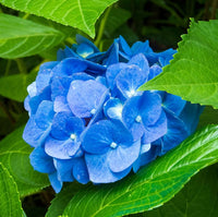Sky Blue Hydrangea Flower seeds for Planting - Fragrant Blossoms, Heirloom & GMO Free Seeds for Home Garden