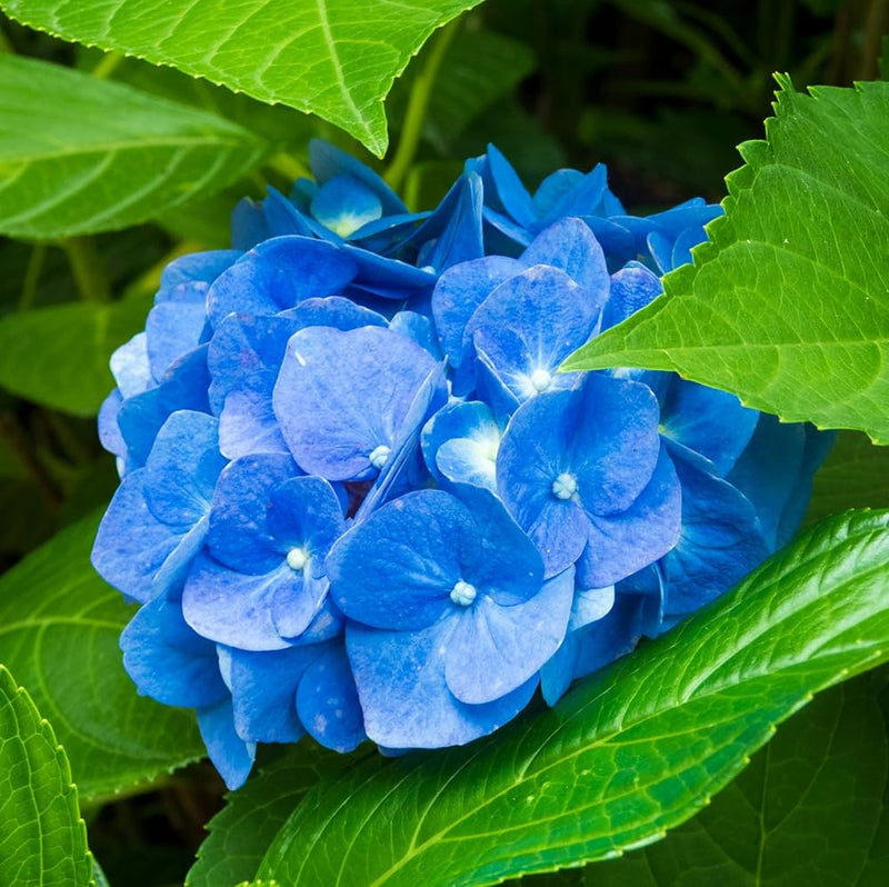 Sky Blue Hydrangea Flower seeds for Planting - Fragrant Blossoms, Heirloom & GMO Free Seeds for Home Garden