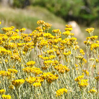 Helichrysum Italicum Flower seeds for Planting - Wildflower Mix, Heirloom & GMO Free Seeds for Home Garden
 
 Sale seeds for planting in home garden