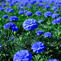Beautiful Blue Marigold Flower Seeds for Your Home Garden