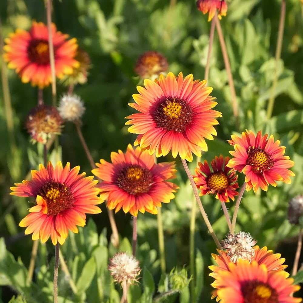Heirloom Blanket Flower seeds for Planting Premium Quality Heirloom & GMO Free Seeds for Home Garden