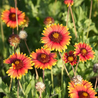 Heirloom Blanket Flower seeds for Planting Premium Quality Heirloom & GMO Free Seeds for Home Garden