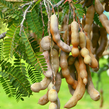 Tamarindo Seeds for Planting - Start Your Tamarind Tree Today
