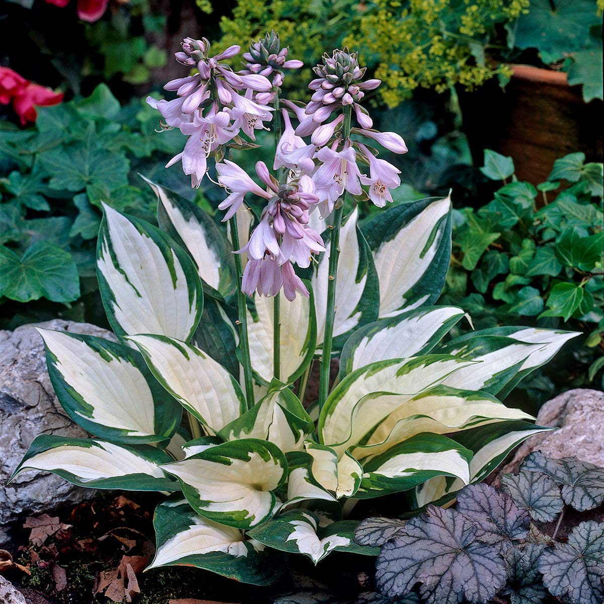 Hosta Flowering Plant Seeds for Shade Garden Beauty