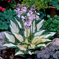Hosta Flower seeds for Planting Sun Loving Heirloom & GMO Free Seeds for Home Garden