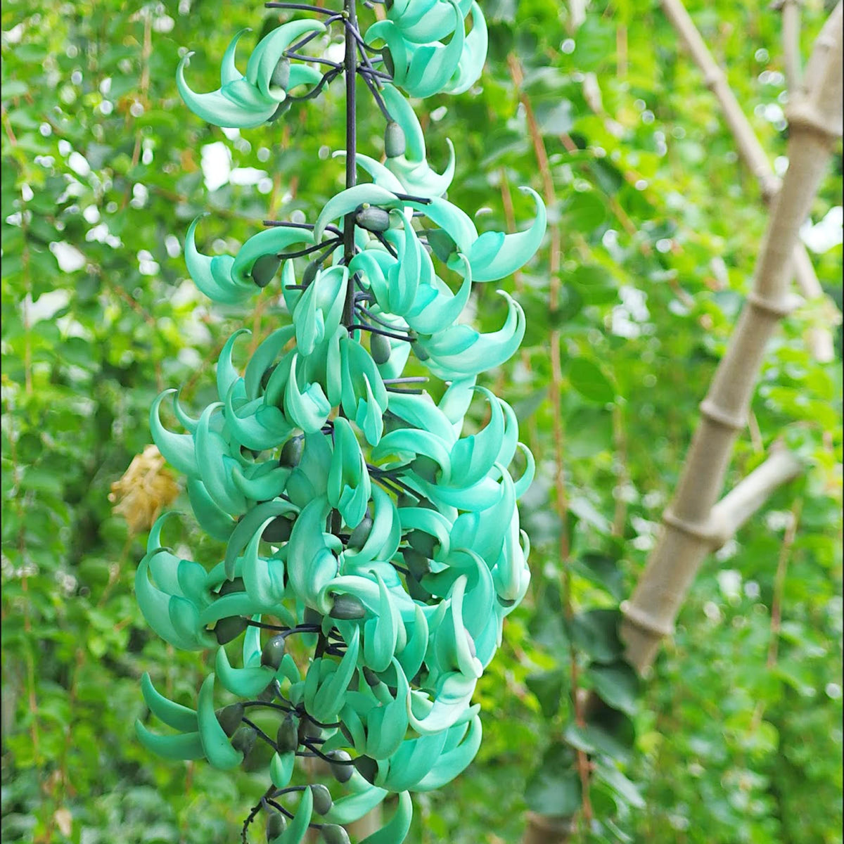 Green (Green Strongylodon) seeds for planting in home garden