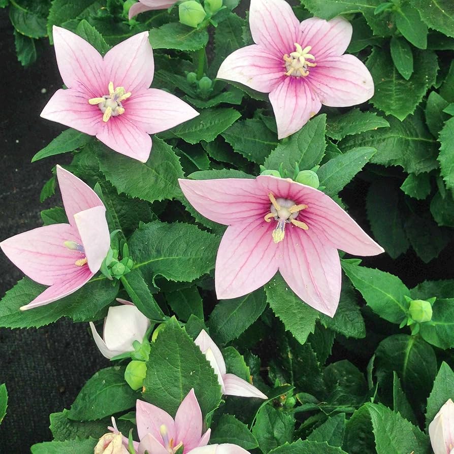 Balloon Flower Platycodon Grandiflorus Pink Seeds for Planting Cottage Garden Edging