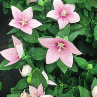 Balloon Flower Platycodon Grandiflorus Pink Seeds for Planting Cottage Garden Edging
