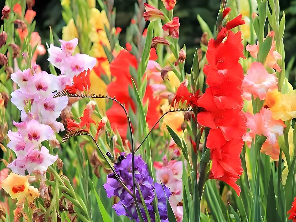 Perennial Gladiolus Flower seeds for Planting Bright Blooms Heirloom & GMO Free Seeds for Home Garden 
 
 Sale