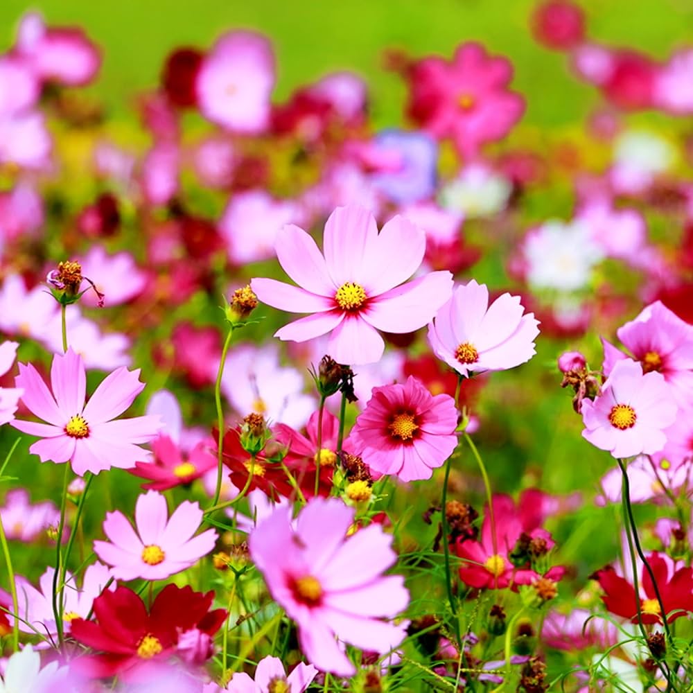 Cosmos Pink Picotee Flower Seeds for Elegant Pink Blooms in the Garden