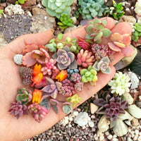Flores Succulent Seeds, Cactus Flower Bonsai Garden Rare Plant