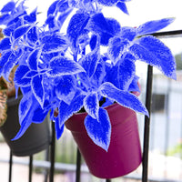 Blue White Coleus Flower seeds for Planting Vibrant Colors Heirloom & GMO Free Seeds for Home Garden