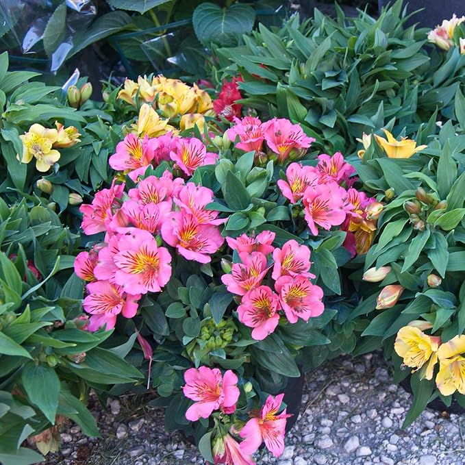 Alstroemeria Alstroemeria spp Flower Seeds for Planting in Flower Bed