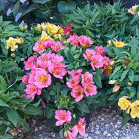 Alstroemeria Alstroemeria spp Flower Seeds for Planting in Flower Bed