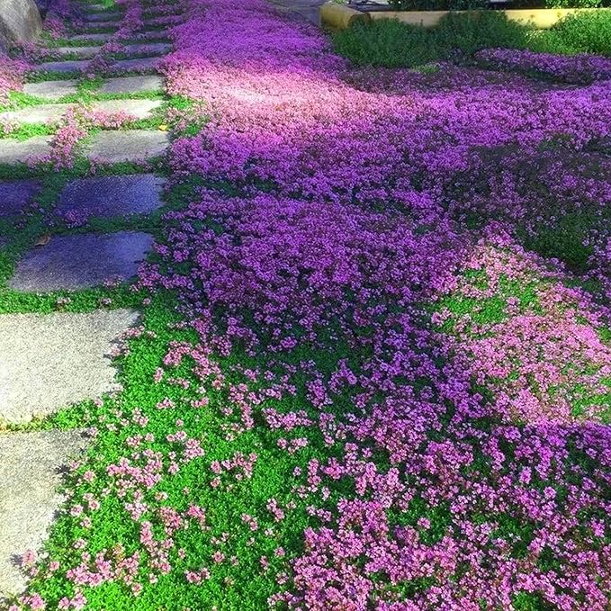 Creeping Thyme Seeds for Low-Growing, Fragrant Groundcover