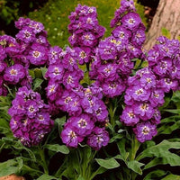 Matthiola Incana Deep Purple Flower seeds for Planting - Garden Favorite, Heirloom & GMO Free Seeds for Home Garden