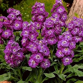 Matthiola Incana Flower seeds for Planting - Premium Quality, Heirloom & GMO Free Seeds for Home Garden
