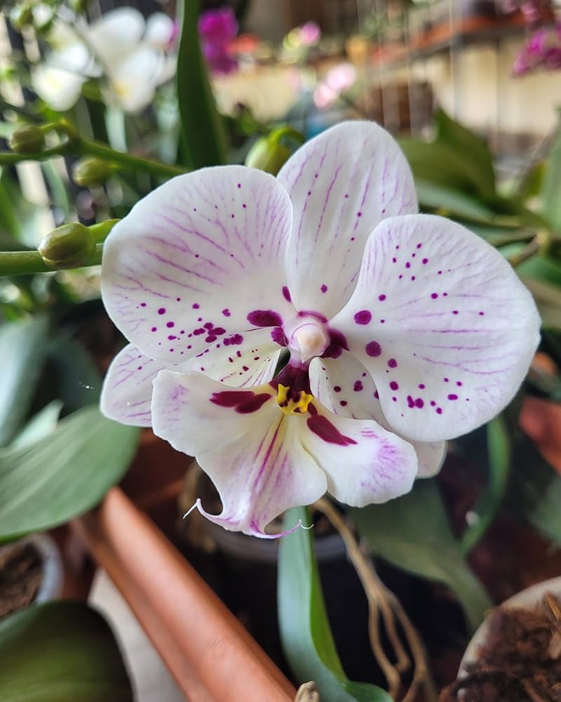 White Purple Phalaenopsis Orchid Flower seeds for Planting - Sun Loving, Heirloom & GMO Free Seeds for Home Garden
